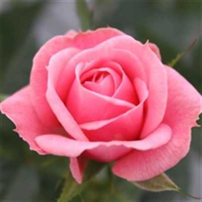 Rosa Jewel Pink