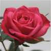 Rosa Jewel Purple
