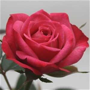 Rosa Jewel Purple