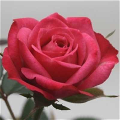 Rosa Jewel Purple