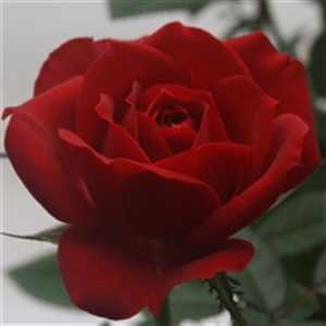 Rosa Jewel Red