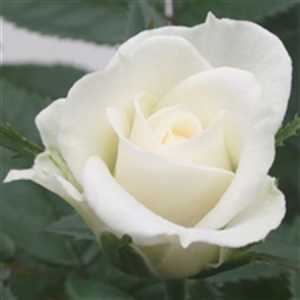 Rosa Jewel White