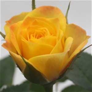 Rosa Jewel Yellow