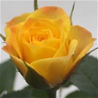 Rosa Jewel Yellow