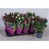 РОЗА Rosa Patio Gemengd D13 H36 X8