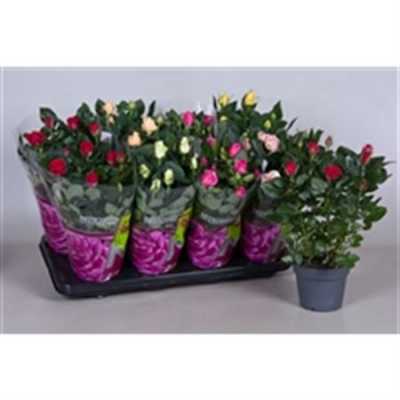 РОЗА Rosa Patio Gemengd D13 H36 X8