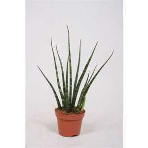 Sansevieria Fernwood Mikado