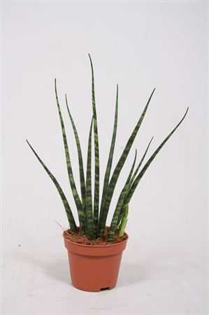 Sansevieria Fernwood Mikado