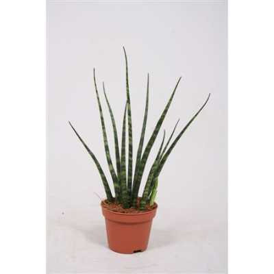 Sansevieria Fernwood Mikado