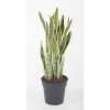 Sansevieria Laurentii P24