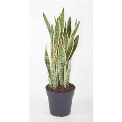 Sansevieria Laurentii P24