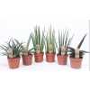 Sansevieria Luxe Mix