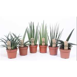 Sansevieria Luxe Mix