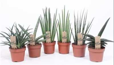 Sansevieria Luxe Mix