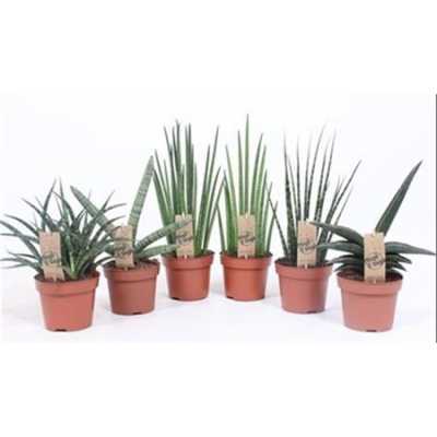 Sansevieria Luxe Mix
