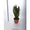 Sansevieria Tr Laurentii