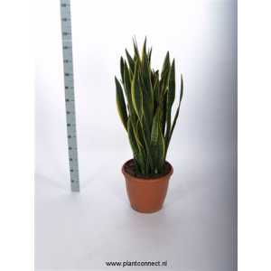Sansevieria Tr Laurentii
