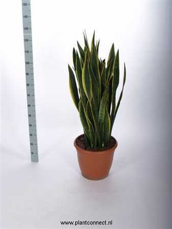 Sansevieria Tr Laurentii