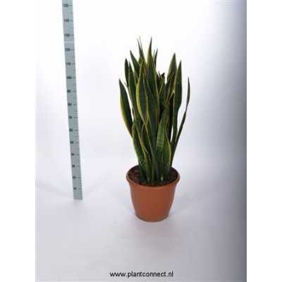 Sansevieria Tr Laurentii
