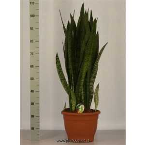 Sansevieria Zeylanica