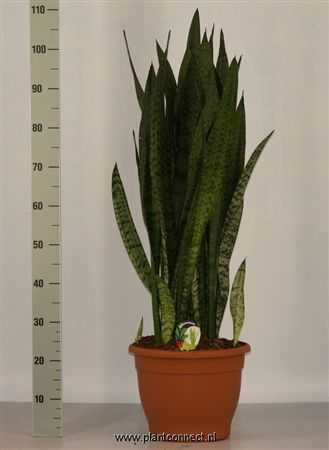 Sansevieria Zeylanica