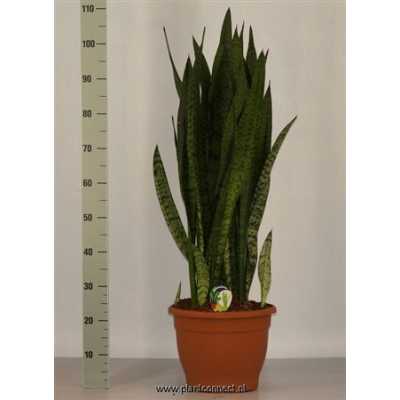Sansevieria Zeylanica