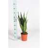 Sansevieria Zeylanica