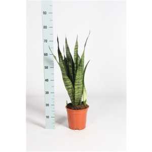Sansevieria Zeylanica