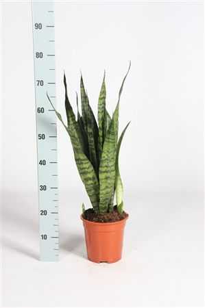Sansevieria Zeylanica
