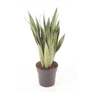 Sansevieria Zeylanica P24