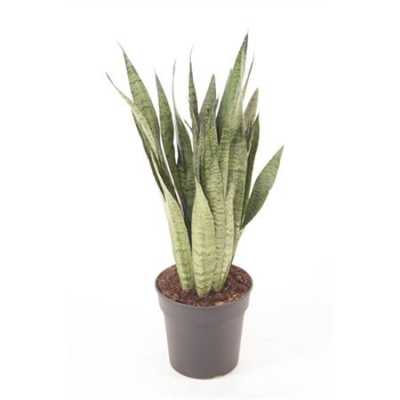 Sansevieria Zeylanica P24