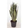 Sansevieria Zeylanica P30
