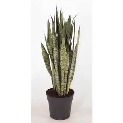Sansevieria Zeylanica P30