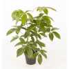 Schefflera Amata