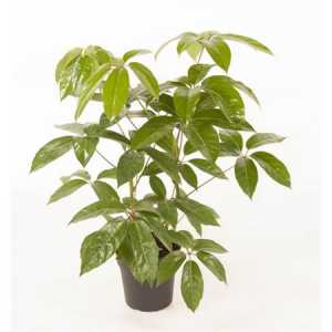 Schefflera Amata