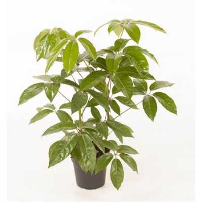 Schefflera Amata