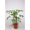 Schefflera Amate 3pp