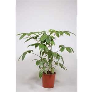 Schefflera Amate 3pp