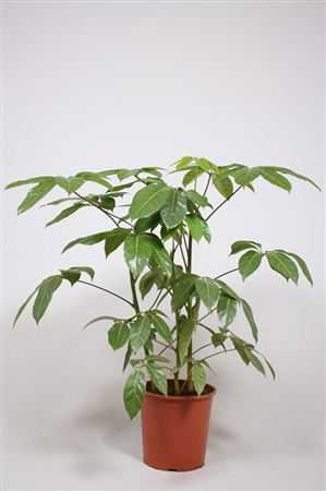 Schefflera Amate 3pp