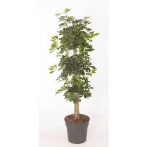 Schefflera Compacta Carrousel P31