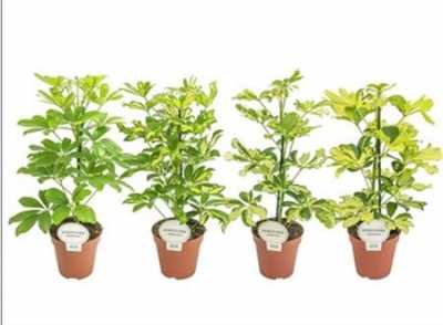 Schefflera Mix