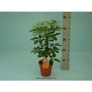 Schefflera Nora