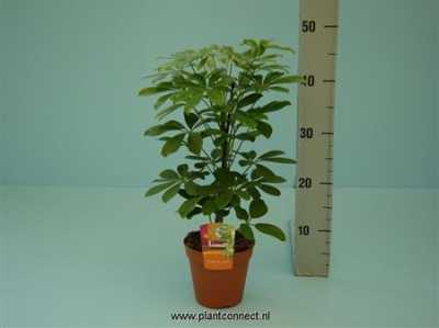 Schefflera Nora