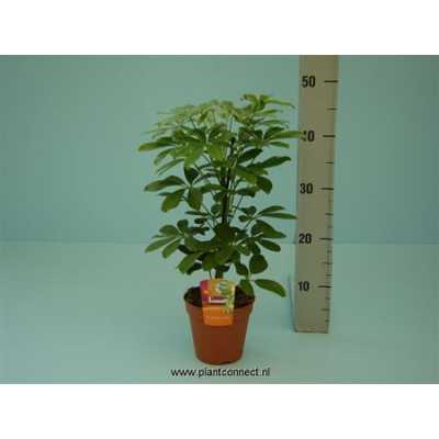 Schefflera Nora