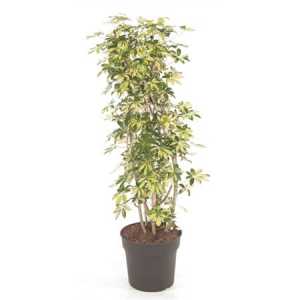 Schefflera Trinette Vertakt P34