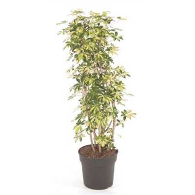 Schefflera Trinette Vertakt P34