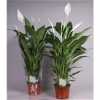 Spathiphyllum Cupido