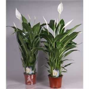 Spathiphyllum Cupido