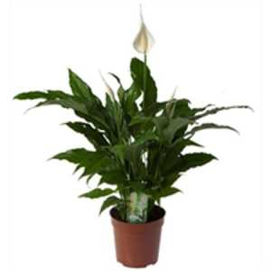 Spathiphyllum Sweet Chico