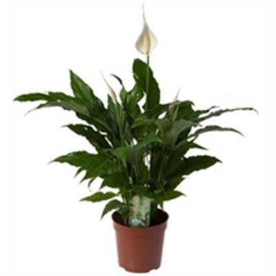 Spathiphyllum Sweet Chico